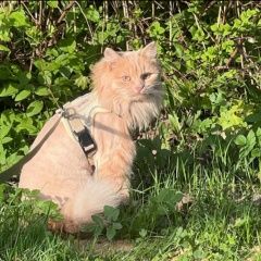 Подробнее об объявлении «Пропала кошка Москва» Фото: пропала кошка Сибирская кошка «Пропала кошка Москва» в г. Москва
