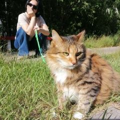 Подробнее об объявлении «Пропала кошка Сургут» Фото: пропала кошка  «Пропала кошка Сургут» в г. Сургут