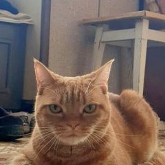 Подробнее об объявлении «Пропала кошка 10. 06 Дорохово» Фото: пропала кошка Американская короткошерстная «Пропала кошка 10. 06 Дорохово» в г. Дорохово