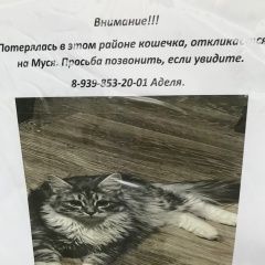 Подробнее об объявлении «Пропала кошка серая пушистая Москва» Фото: пропала кошка  «Пропала кошка серая пушистая Москва» в г. Москва