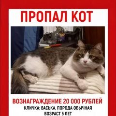 Подробнее об объявлении «Пропал кот Саратов» Фото: пропала кошка  «Пропал кот Саратов» в г. Саратов