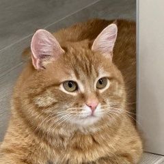 Подробнее об объявлении «Пропал кот Уфа» Фото: пропала кошка  «Пропал кот Уфа» в г. Уфа