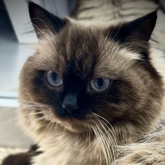 Подробнее об объявлении «Пропал кот шотландский 6 июня Владивосток» Фото: пропала кошка  «Пропал кот шотландский 6 июня Владивосток» в г. Владивосток