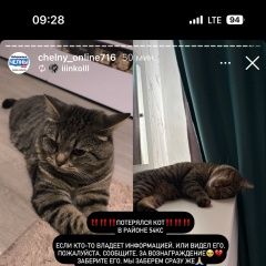Подробнее об объявлении «Пропал кот шерхан Набережные Челны» Фото: пропала кошка Британская короткошерстная кошка «Пропал кот шерхан Набережные Челны» в г. Набережные Челны