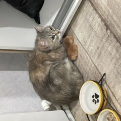 Подробнее об объявлении «Пропала кошка Пермь» Фото: пропала кошка  «Пропала кошка Пермь» в г. Пермь