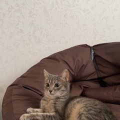 Подробнее об объявлении «Пропала кошка Уфа» Фото: пропала кошка  «Пропала кошка Уфа» в г. Уфа