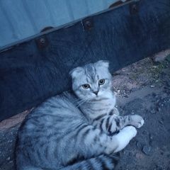 Подробнее об объявлении «Пропал кот Энгельс» Фото: пропала кошка  «Пропал кот Энгельс» в г. Энгельс