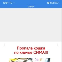 Подробнее об объявлении «Пропала кошка Балашиха» Фото: пропала кошка  «Пропала кошка Балашиха» в г. Балашиха