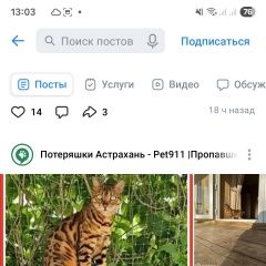 Картинка пропала кошка