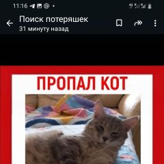 Подробнее об объявлении «Пропал кот серый. заветы ильича Пушкино» Фото: пропала кошка  «Пропал кот серый. заветы ильича Пушкино» в г. Пушкино