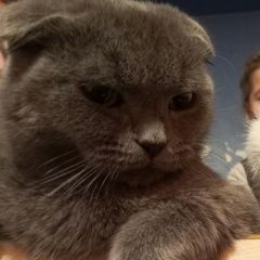 Подробнее об объявлении «Пропала кошка Нижний Тагил» Фото: пропала кошка  «Пропала кошка Нижний Тагил» в г. Нижний Тагил