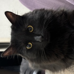 ����: ������� �����  �������� ������ ��� � �. �������