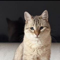Подробнее об объявлении «Пропал кот Санкт-Петербург» Фото: пропала кошка  «Пропал кот Санкт-Петербург» в г. Санкт-Петербург