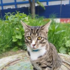 Подробнее об объявлении «Пропал котик пиксель Москва» Фото: пропала кошка  «Пропал котик пиксель Москва» в г. Москва