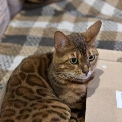 Подробнее об объявлении «Пропал кот Нерехта» Фото: пропала кошка Бенгальская кошка «Пропал кот Нерехта» в г. Нерехта