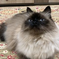 Подробнее об объявлении «Пропала кошка сима Новосибирск» Фото: пропала кошка Персидская кошка «Пропала кошка сима Новосибирск» в г. Новосибирск
