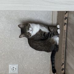 Подробнее об объявлении «Пропала кошка Санкт-Петербург» Фото: пропала кошка  «Пропала кошка Санкт-Петербург» в г. Санкт-Петербург