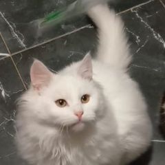 Подробнее об объявлении «Пропал кот белый кот Санкт-Петербург» Фото: пропала кошка  «Пропал кот белый кот Санкт-Петербург» в г. Санкт-Петербург