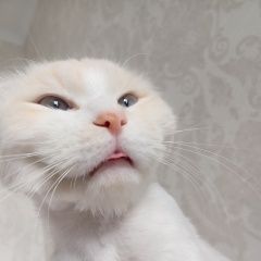 Подробнее об объявлении «Пропал кот Красноярск» Фото: пропала кошка  «Пропал кот Красноярск» в г. Красноярск
