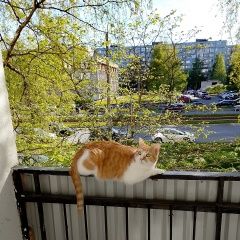 Подробнее об объявлении «Пропала кошка потерялась кошка. Санкт-Петербург» Фото: пропала кошка  «Пропала кошка потерялась кошка. Санкт-Петербург» в г. Санкт-Петербург
