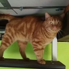 Подробнее об объявлении «Пропал кот Рязань» Фото: пропала кошка  «Пропал кот Рязань» в г. Рязань