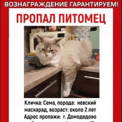 Подробнее об объявлении «Пропал кот сема Востряково» Фото: пропала кошка  «Пропал кот сема Востряково» в г. Востряково