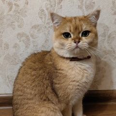 Подробнее об объявлении «Пропал кот. в д. нижняя шальдиха Шлиссельбург» Фото: пропала кошка Британская короткошерстная кошка «Пропал кот. в д. нижняя шальдиха Шлиссельбург» в г. Шлиссельбург