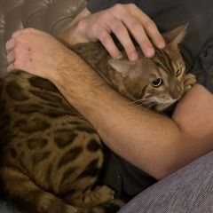 Подробнее об объявлении «Пропал кот Истра» Фото: пропала кошка Бенгальская кошка «Пропал кот Истра» в г. Истра