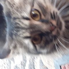 Подробнее об объявлении «Пропала кошка. Краснодар» Фото: пропала кошка  «Пропала кошка. Краснодар» в г. Краснодар