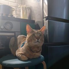Подробнее об объявлении «Пропал кот. Новый Уренгой» Фото: пропала кошка  «Пропал кот. Новый Уренгой» в г. Новый Уренгой