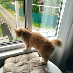 Подробнее об объявлении «Пропал кот Сергиев Посад» Фото: пропала кошка Курильский бобтейл «Пропал кот Сергиев Посад» в г. Сергиев Посад