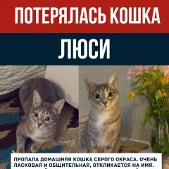 Подробнее об объявлении «Пропала кошка серого окраса. Самара» Фото: пропала кошка  «Пропала кошка серого окраса. Самара» в г. Самара