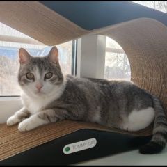 Подробнее об объявлении «Пропал кот вознаграждение за живого кота Омск» Фото: пропала кошка  «Пропал кот вознаграждение за живого кота Омск» в г. Омск