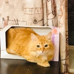 Подробнее об объявлении «Пропал кот Пермь» Фото: пропала кошка  «Пропал кот Пермь» в г. Пермь