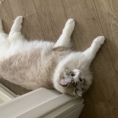 Подробнее об объявлении «Пропал кот Москва» Фото: пропала кошка Рэгдолл «Пропал кот Москва» в г. Москва