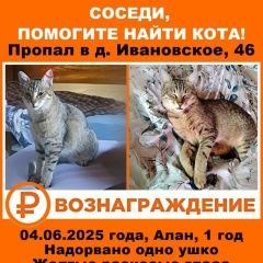 Подробнее об объявлении «Павловский Посад Пропал кот полосатый» Фото: пропала кошка  «Павловский Посад Пропал кот полосатый» в г. Павловский Посад