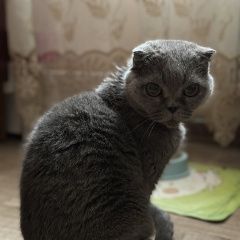 Подробнее об объявлении «Пропала кошка прошу максимально распространить Симферополь» Фото: пропала кошка Британская короткошерстная кошка «Пропала кошка прошу максимально распространить...» в г. Симферополь