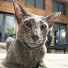 Подробнее об объявлении «Пропал кот Подольск» Фото: пропала кошка Ориентальная (восточная короткошерстная) «Пропал кот Подольск» в г. Подольск