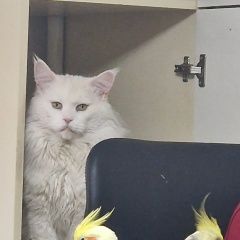 Подробнее об объявлении «Пропал кот Семилуки» Фото: пропала кошка Мейн-кун «Пропал кот Семилуки» в г. Семилуки