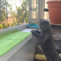 Подробнее об объявлении «Пропала кошка Лобня» Фото: пропала кошка Скоттиш фолд (шотландская вислоухая) «Пропала кошка Лобня» в г. Лобня