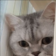 Подробнее об объявлении «Пропал кот Ростов-на-Дону» Фото: пропала кошка  «Пропал кот Ростов-на-Дону» в г. Ростов-на-Дону