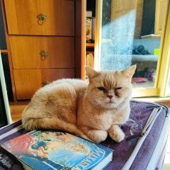 Подробнее об объявлении «Пропала кошка Санкт-Петербург» Фото: пропала кошка Британская короткошерстная кошка «Пропала кошка Санкт-Петербург» в г. Санкт-Петербург