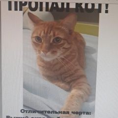 Подробнее об объявлении «Пропал кот вознагрождение Люберцы» Фото: пропала кошка  «Пропал кот вознагрождение Люберцы» в г. Люберцы