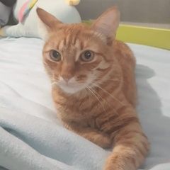 Подробнее об объявлении «Пропал кот Люберцы» Фото: пропала кошка  «Пропал кот Люберцы» в г. Люберцы