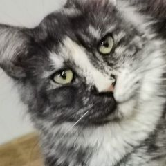 Подробнее об объявлении «Пропала кошка Гагарин» Фото: пропала кошка Мейн-кун «Пропала кошка Гагарин» в г. Гагарин