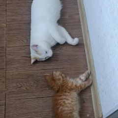 Подробнее об объявлении «Пропал кот и кот и котёнок Бишкек» Фото: пропала кошка  «Пропал кот и кот и котёнок Бишкек» в г. Бишкек