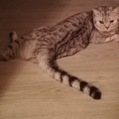 Подробнее об объявлении «Пропал кот Орша» Фото: пропала кошка  «Пропал кот Орша» в г. Орша