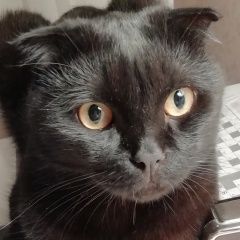 Подробнее об объявлении «Пропал кот тимоша Мытищи» Фото: пропала кошка Британская короткошерстная кошка «Пропал кот тимоша Мытищи» в г. Мытищи