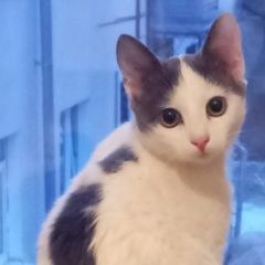 Подробнее об объявлении «Пропала кошка в районе измайлово. Москва» Фото: пропала кошка  «Пропала кошка в районе измайлово. Москва» в г. Москва