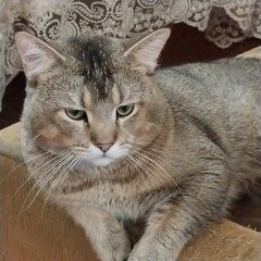 Подробнее об объявлении «Пропал кот Воронеж» Фото: пропала кошка Мейн-кун «Пропал кот Воронеж» в г. Воронеж